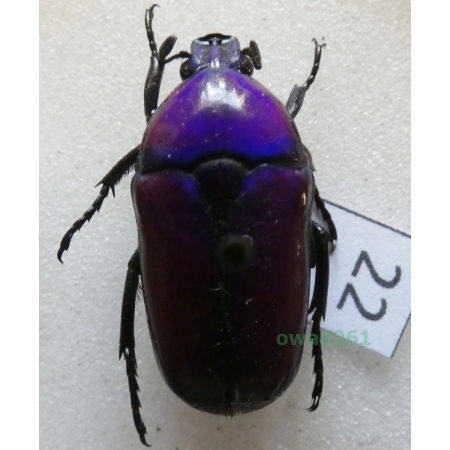 Chlorocala africana oertzeni Kolbe, 1895 ex. ovo Tanzania22